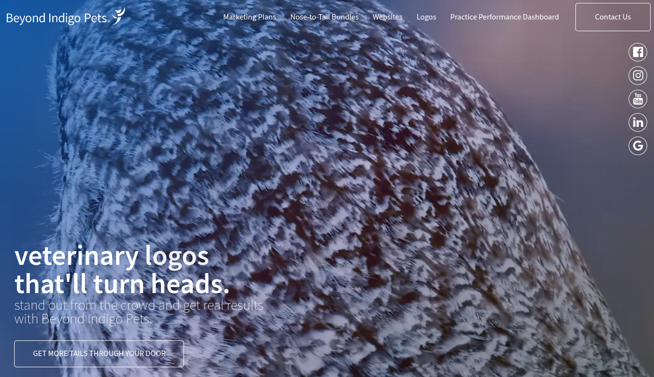 Beyond Indigo Website